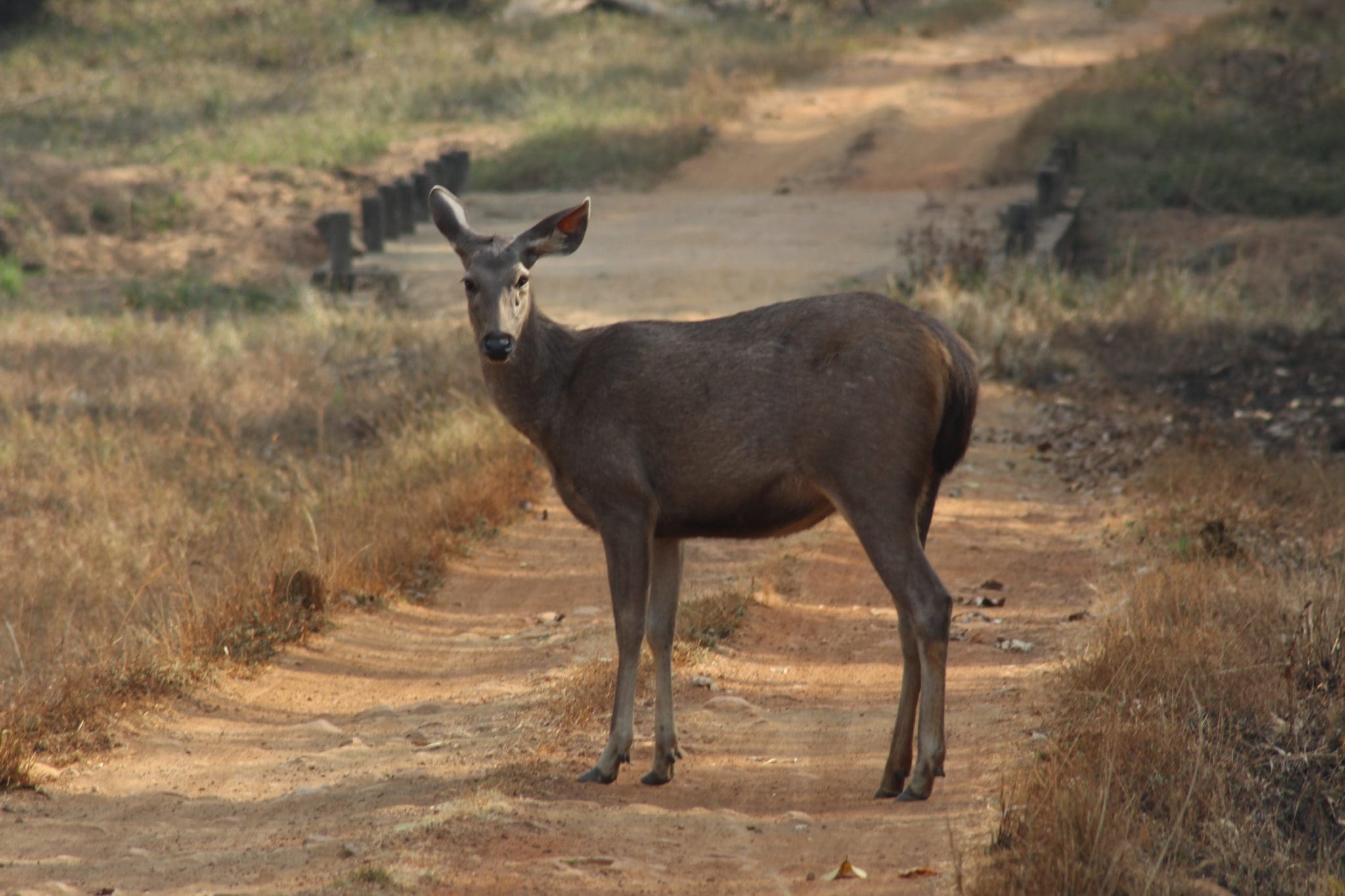 explore-7-best-hidden-wildlife-sanctuaries-in-maharashtra-today-s