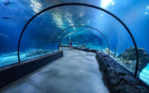 aquarium tunnel 1580137044LzJ edited 7 unexplored places in Chennai to surprise and wow you