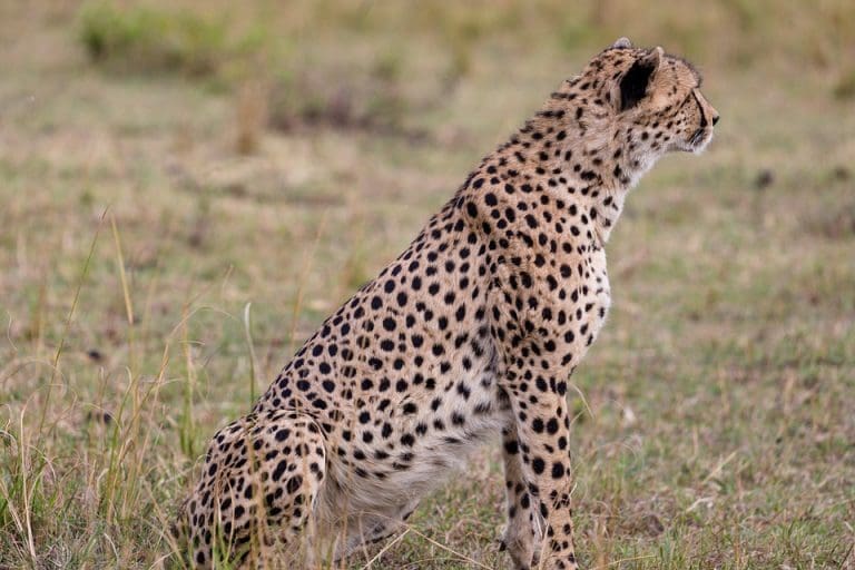 Kuno National Park on the world map after 8 big cats - cheetahs - make ...