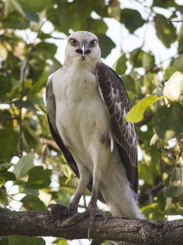 UP Nature and Bird Festival 2023 at scenic Vijay Sagar Bird Sanctuary ...