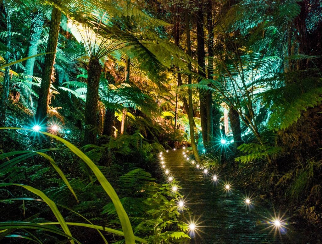 The Australian National Botanic Gardens' Rainforest Gully is lit up for the AfterDARK Firefly tours Canberra