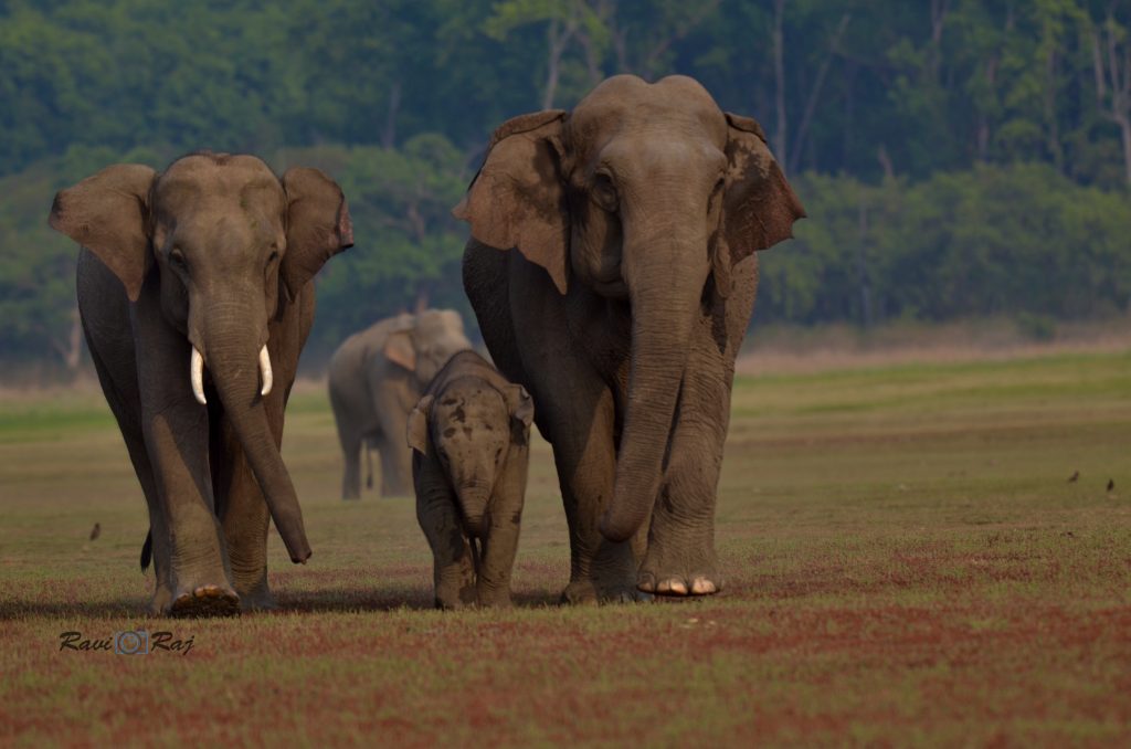 Elefantes en el Parque Nacional Jim Corbett