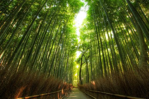 Bamboo Grove- Ziro Valley, Arunachal Pradesh