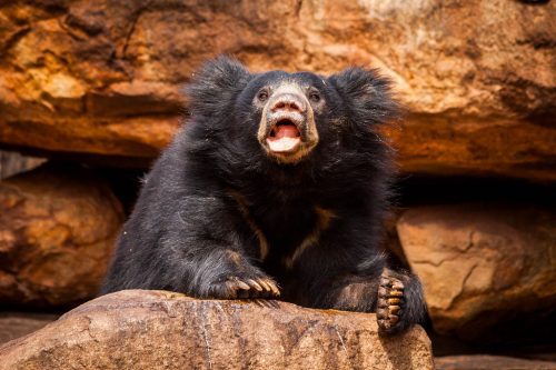 Sloth Bear at Daroji Sloth Bear Sanctuary, Karnataka