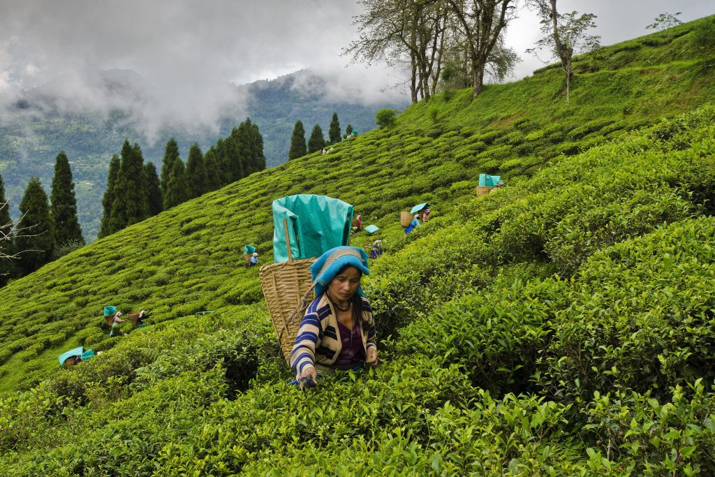 Tea gardens of Darjeeling (Image Courtesy: Flickr)