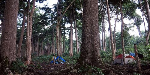 Camping at Andaman's Beach (Image Courtesy: Wikimedia Commons)