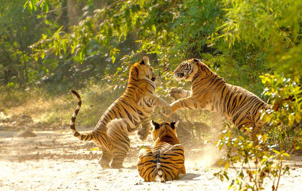 Tigers at Bandhavgarh-one of the Tiger Reserves of Madhya Pradesh