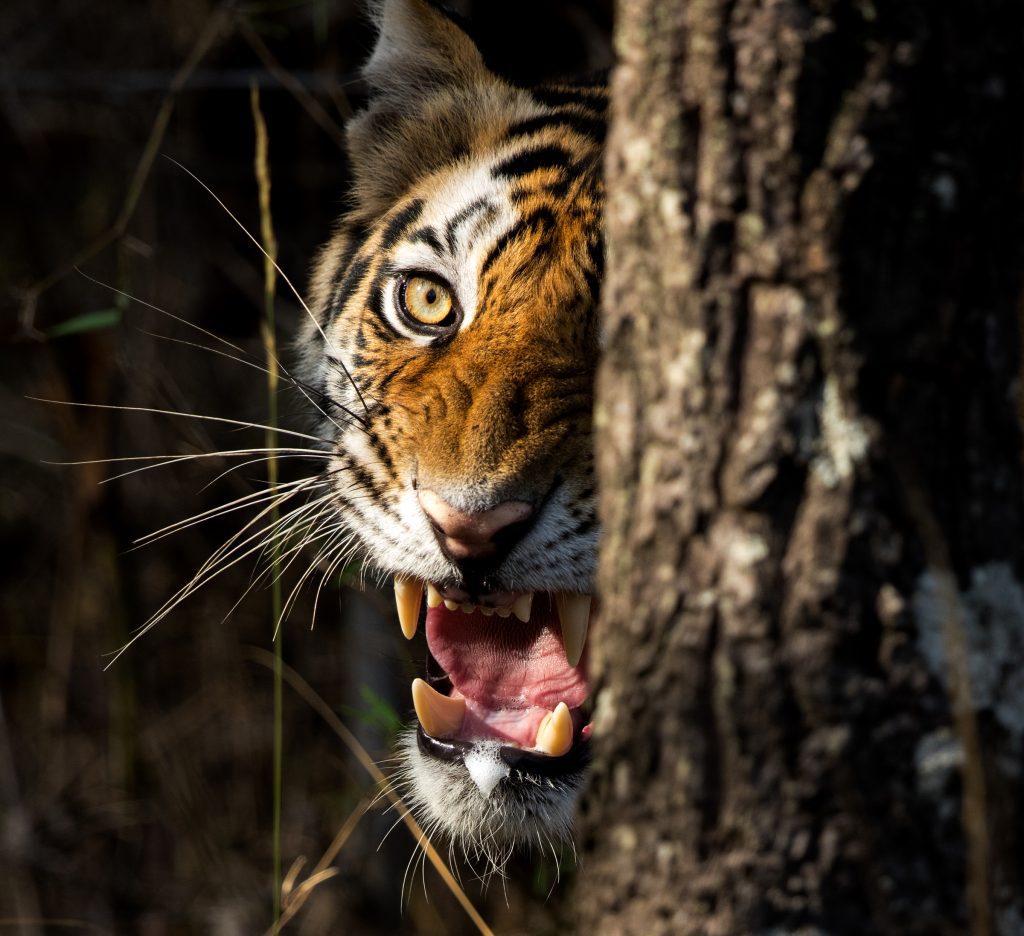 Tiger Spotting at Panna Tiger Reserve- Madhya Pradesh