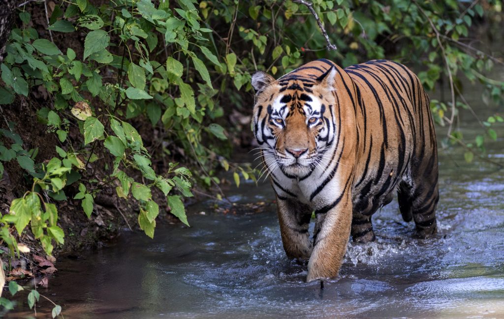 Tiger at Madhya Pradesh Tiger Reserve