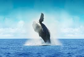 Majestic whales