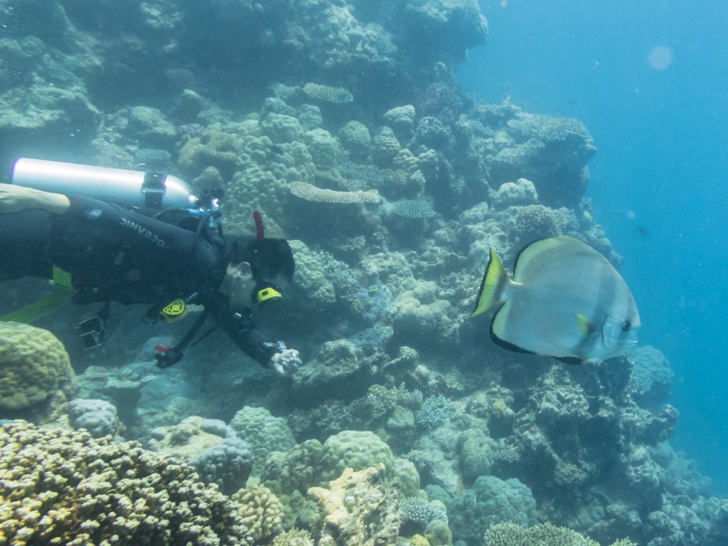 Scuba Diving at The Great Barrier Reef, Australia