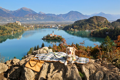 Laika Picnic at Lake Bled, Slovenia, Image courtesy Y Nakanishi via Flickr - extraordinary new places