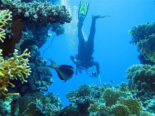 Scuba diving at Red Sea, Egypt (Image Credit: Wikimedia Commons)