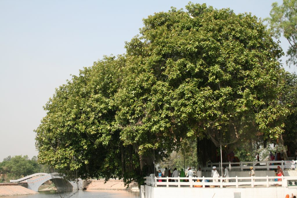 Holy Banyan Tree at Jyotisar (image courtesy: flicker)