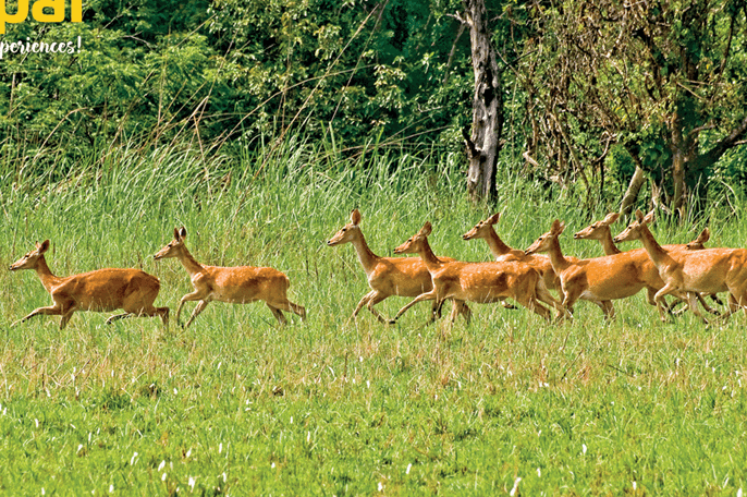 Barasingha in Shuklaphanta, Sudurpaschim Pradesh