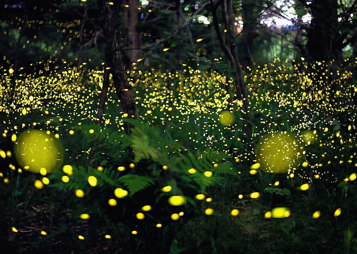 Firefly tourism makes you feel like you're in a fairytale, night tourism