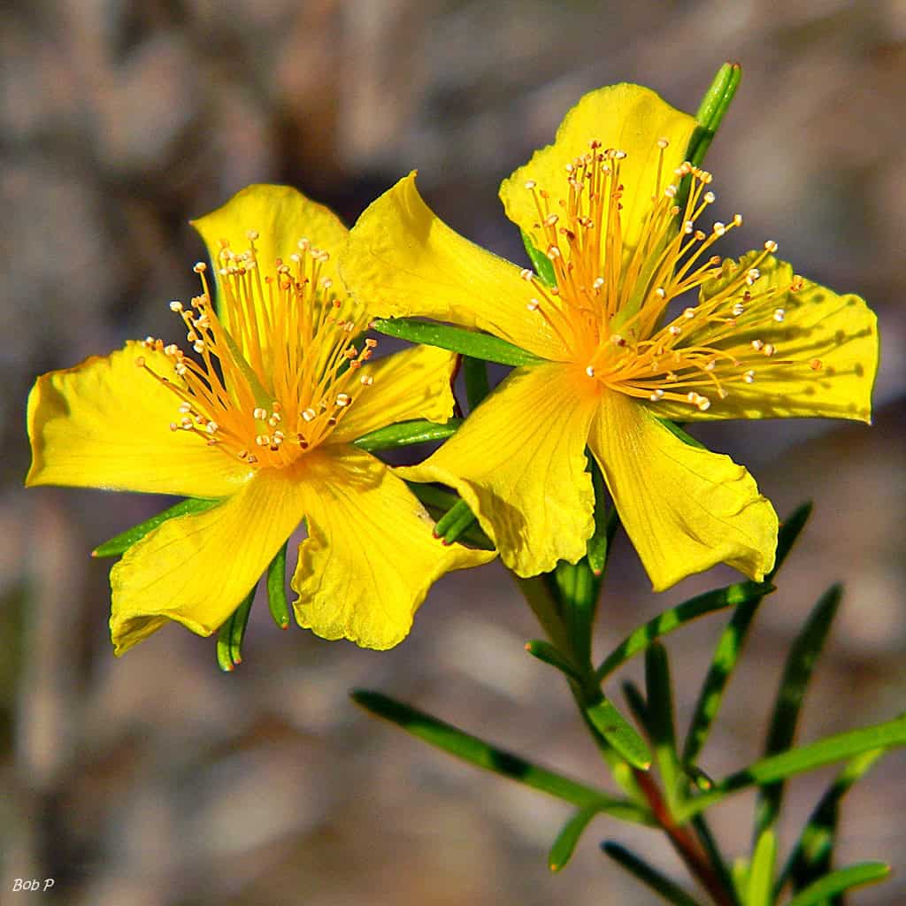 St. John’s Wort, Image via Wikimedia Commons - Wonderful Natural Herbs